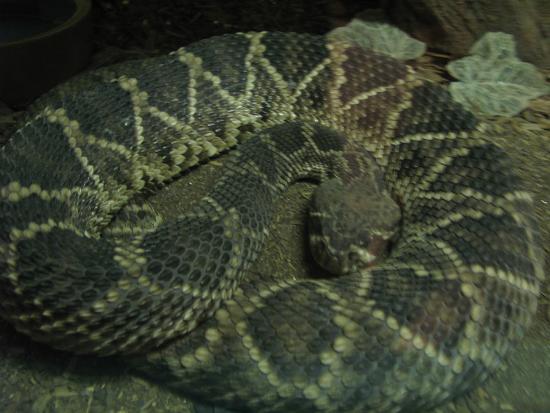 American International Rattlesnake Museum